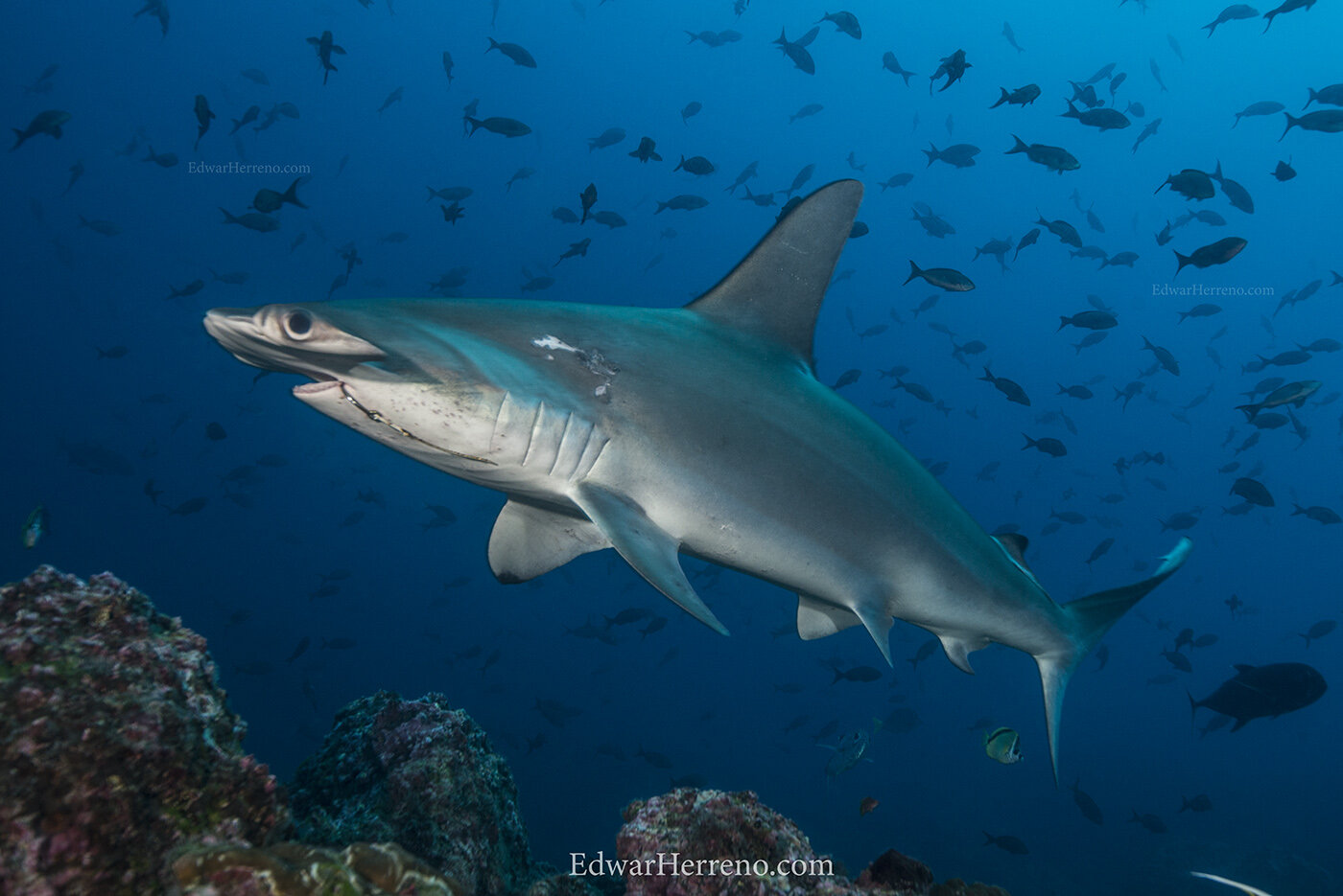 Hammerhead shark with a fish hook. Cocos Island - Costa Rica.