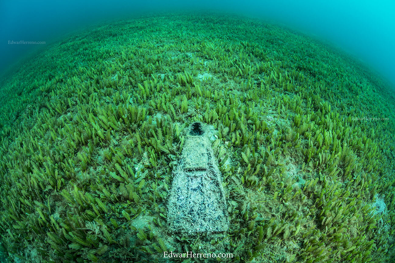 Old fin in an algae field. Playas del Coco - Costa Rica.