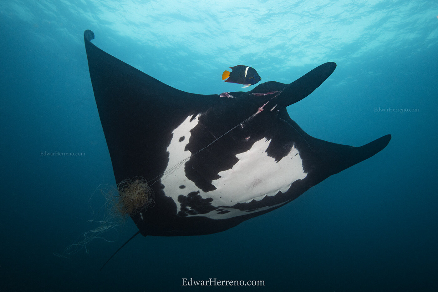 Manta ray desperately looking for help. Bat Island - Costa Rica.