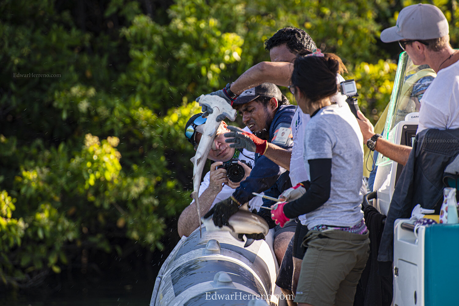 Ecuadorian scientist working in a hammerhead shark nursery - Galapagos.