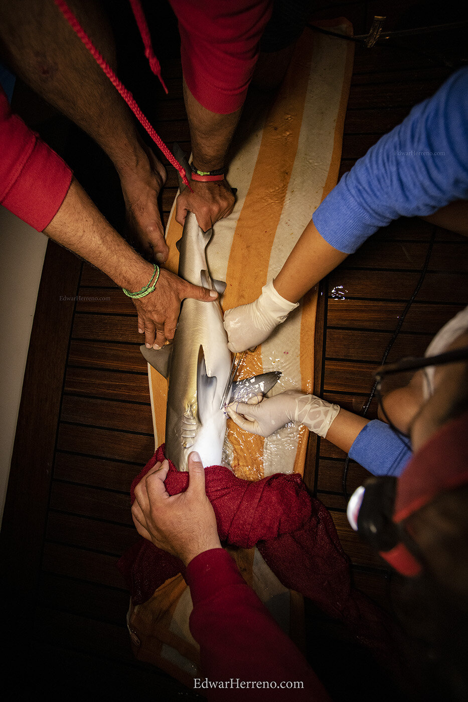 Mexican Scientist installing an acoustic transmitter - Revillagigedo.