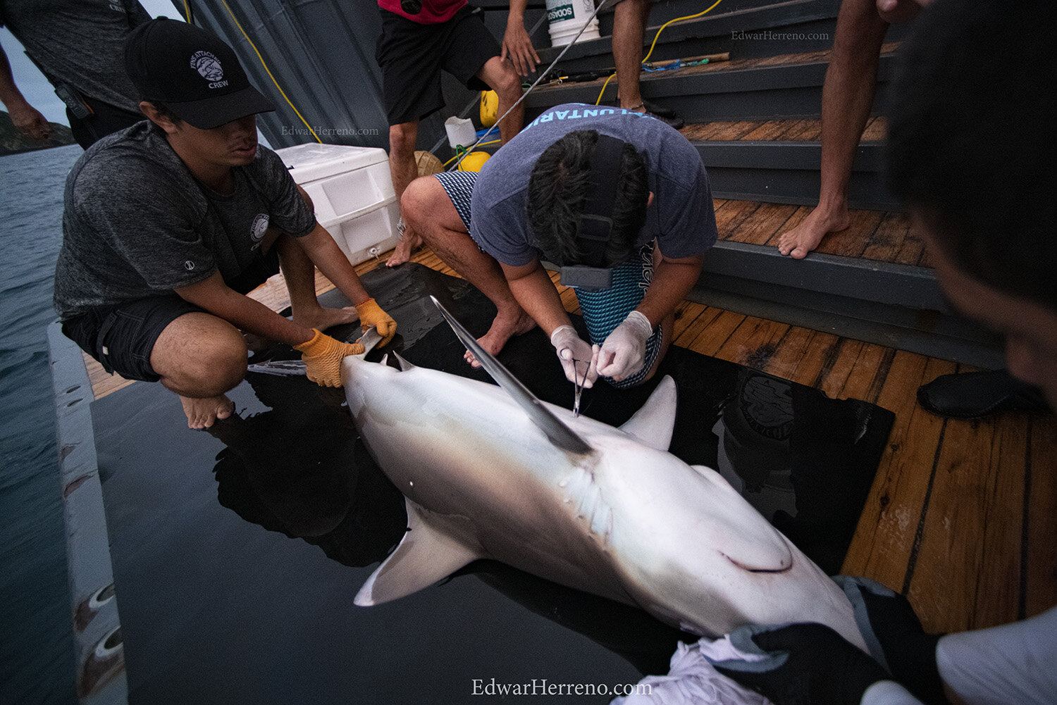 Costa Rican scientist is installing an internal acoustic transmitter on a silver tip shark. Cocos Island - Costa Rica.