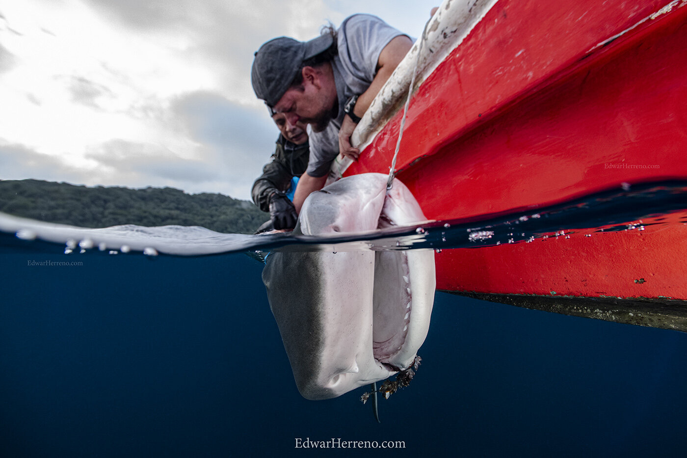 Scientist from MIGRAMAR are installing acoustic & satellite tags and a CAT (video camera) on a tiger shark - Cocos Island.