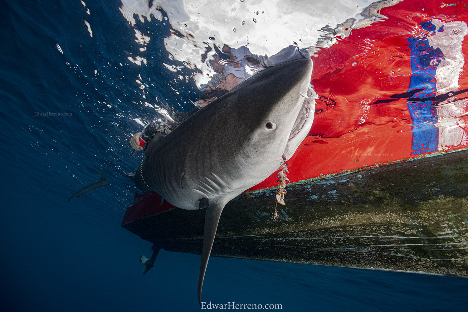 Scientist from MIGRAMAR are installing acoustic & satellite tags and a CAT (video camera) on a tiger shark - Cocos Island.