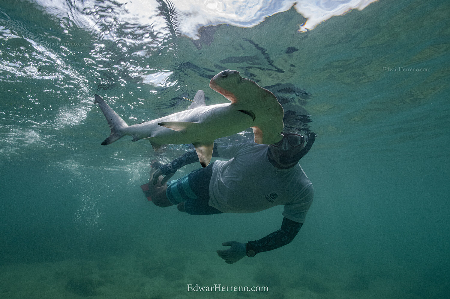 Ecuadorian scientist is helping a hammerhead shark pup to resuming normal behavior - Galapagos.