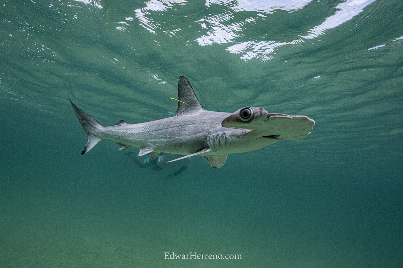Hammerhead shark pup is resuming normal behavior - Galapagos.
