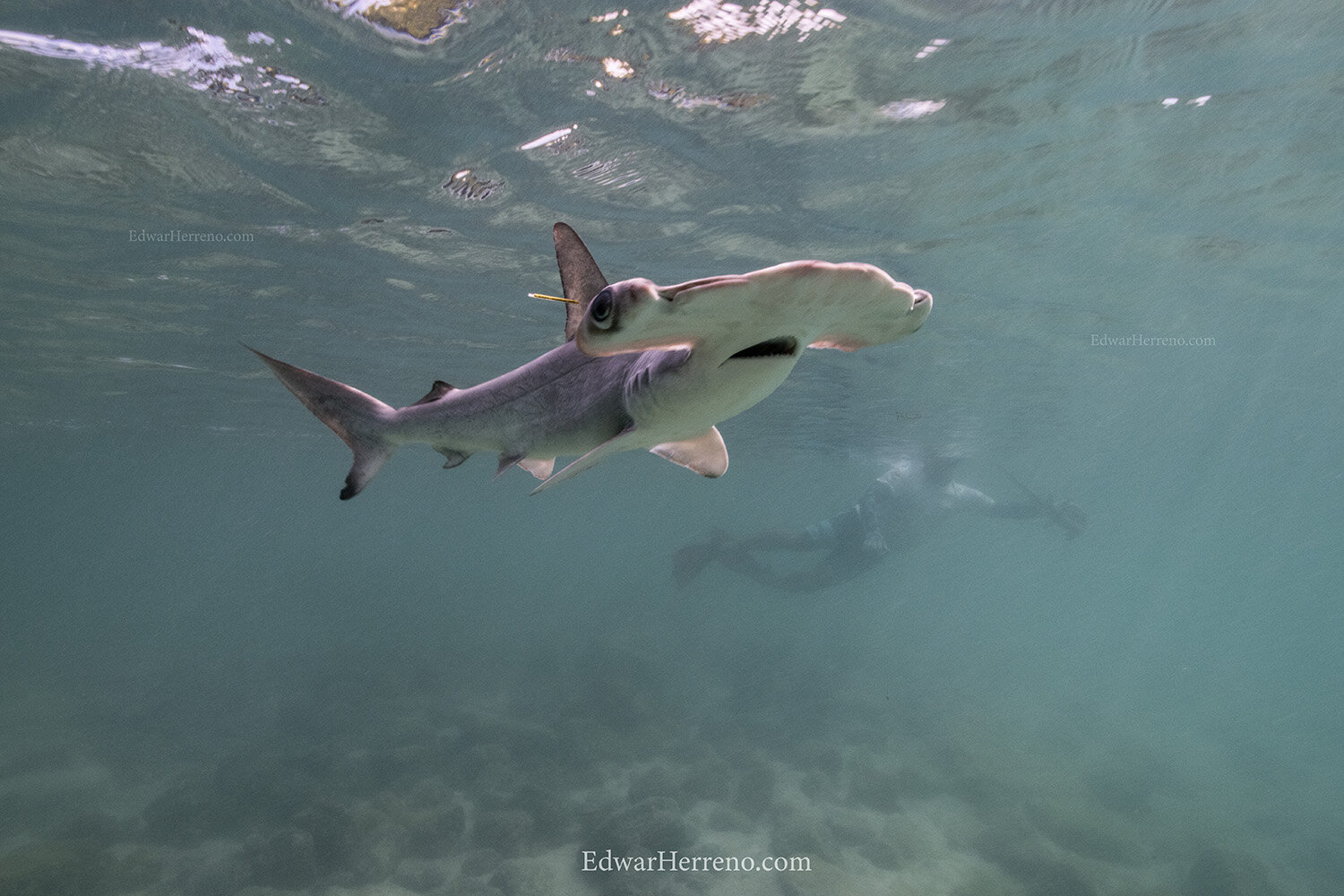 Hammerhead shark pup is resuming normal behavior - Galapagos.