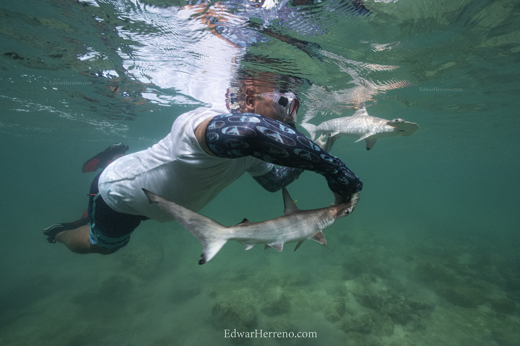 Ecuadorian scientist is helping a hammerhead shark pup to resuming normal behavior - Galapagos.