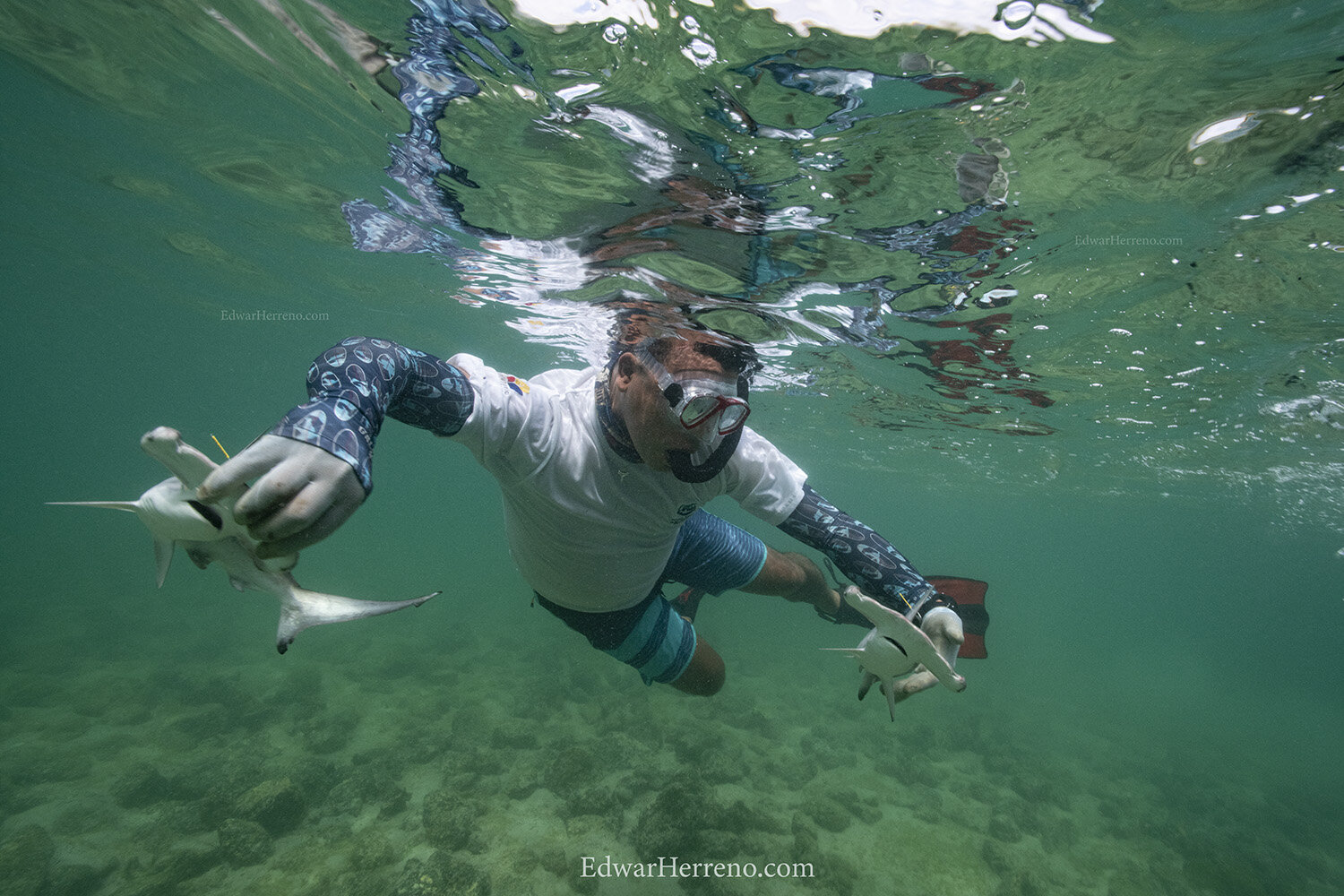 Ecuadorian scientist is helping a hammerhead shark pup to resuming normal behavior - Galapagos.