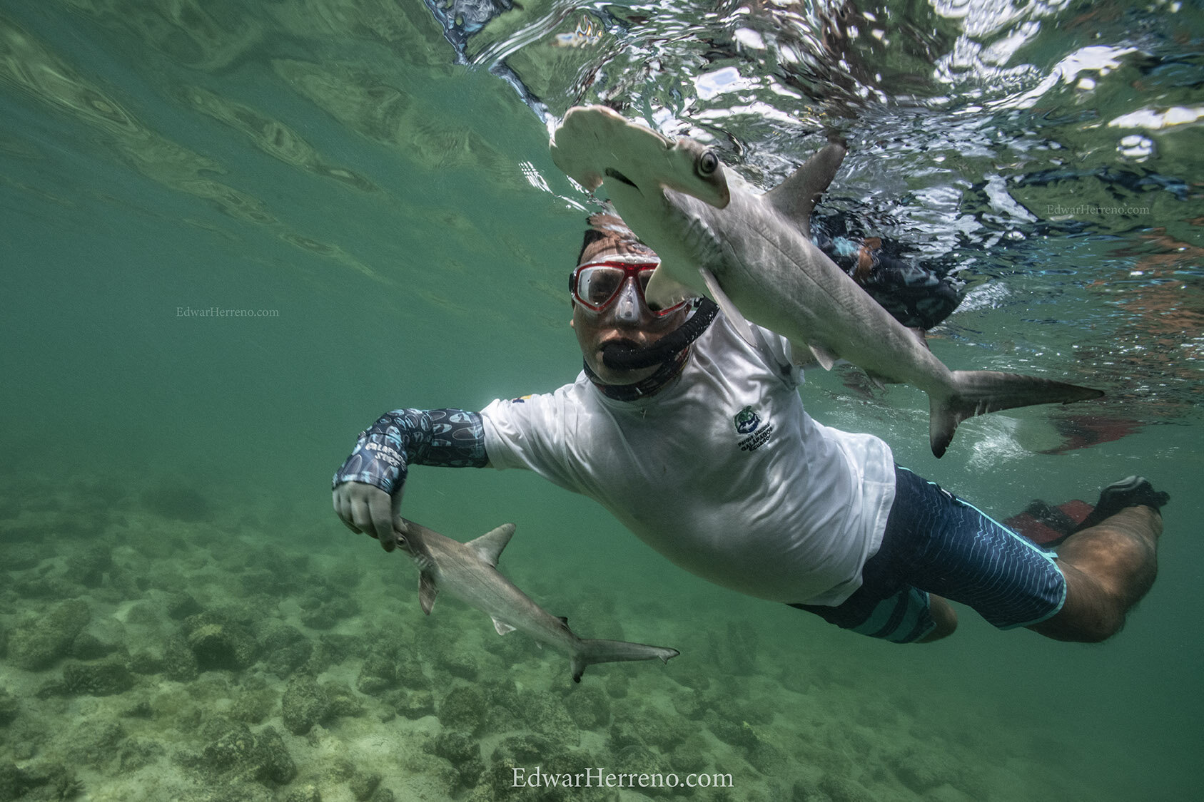 Ecuadorian scientist is helping a hammerhead shark pup to resuming normal behavior - Galapagos.