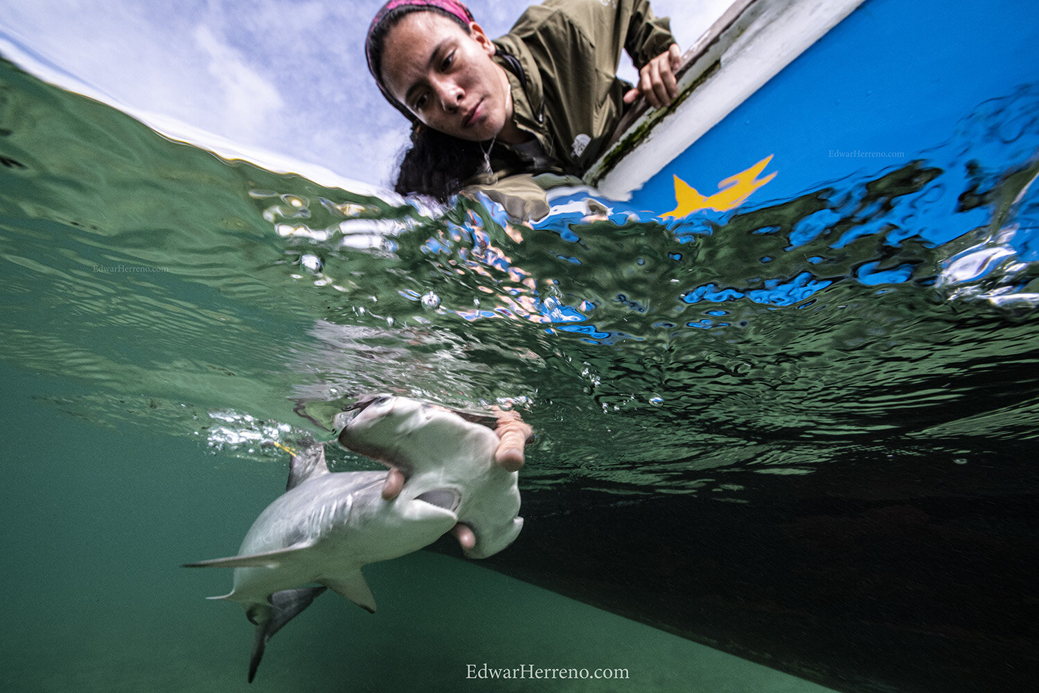 Ecuadorian scientist is helping a pup to resuming normal behavior - Galapagos.