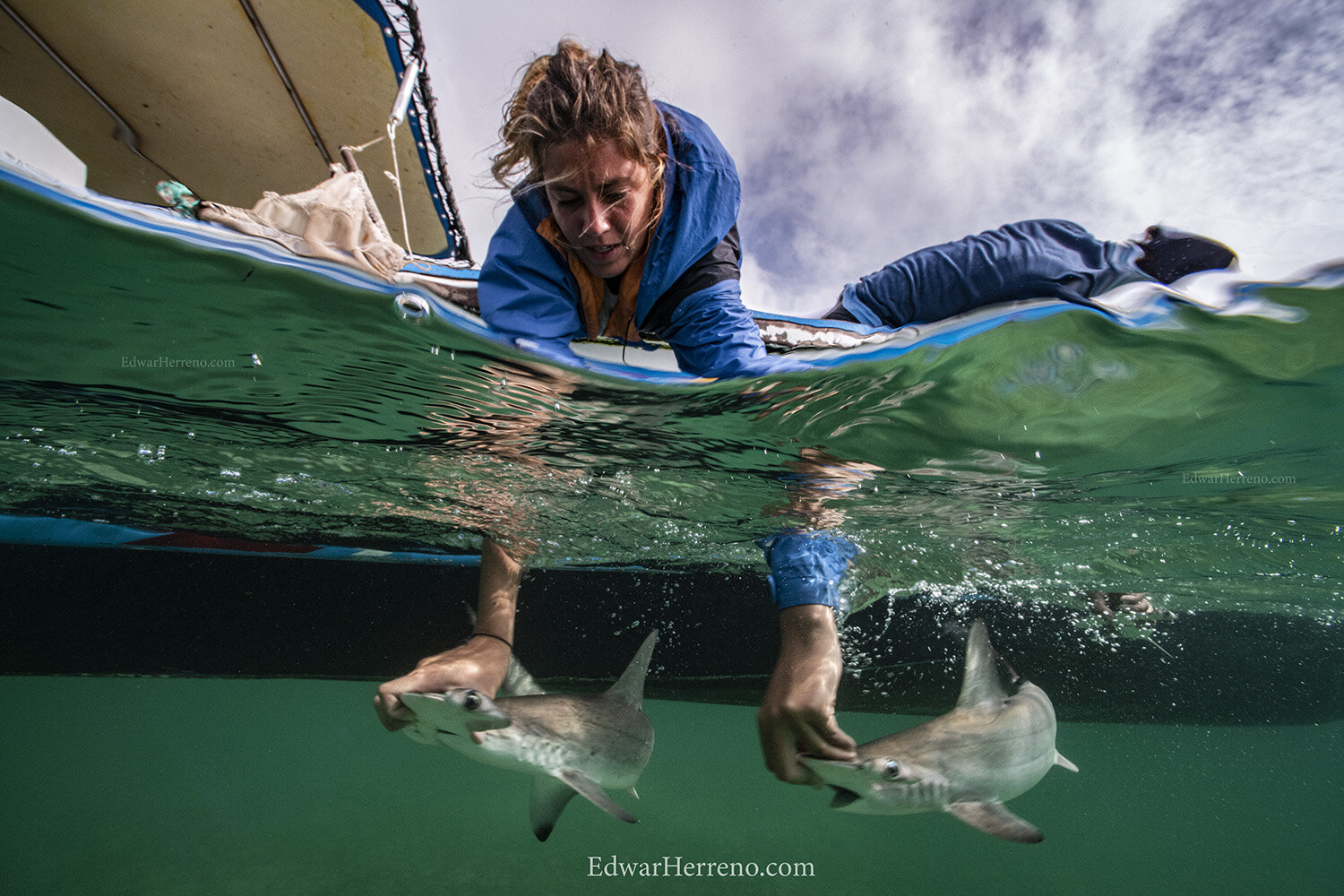 Ecuadorian scientist is helping a hammerhead shark pup to resuming normal behavior - Galapagos.