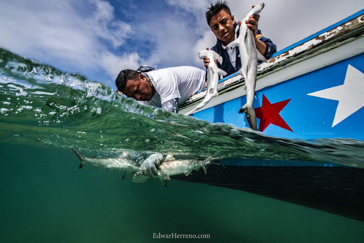 Ecuadorian scientist are helping hammerhead shark pups to resuming normal behavior - Galapagos.