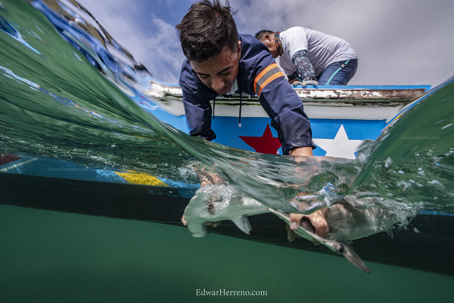 Ecuadorian scientist are helping hammerhead shark pups to resuming normal behavior - Galapagos.