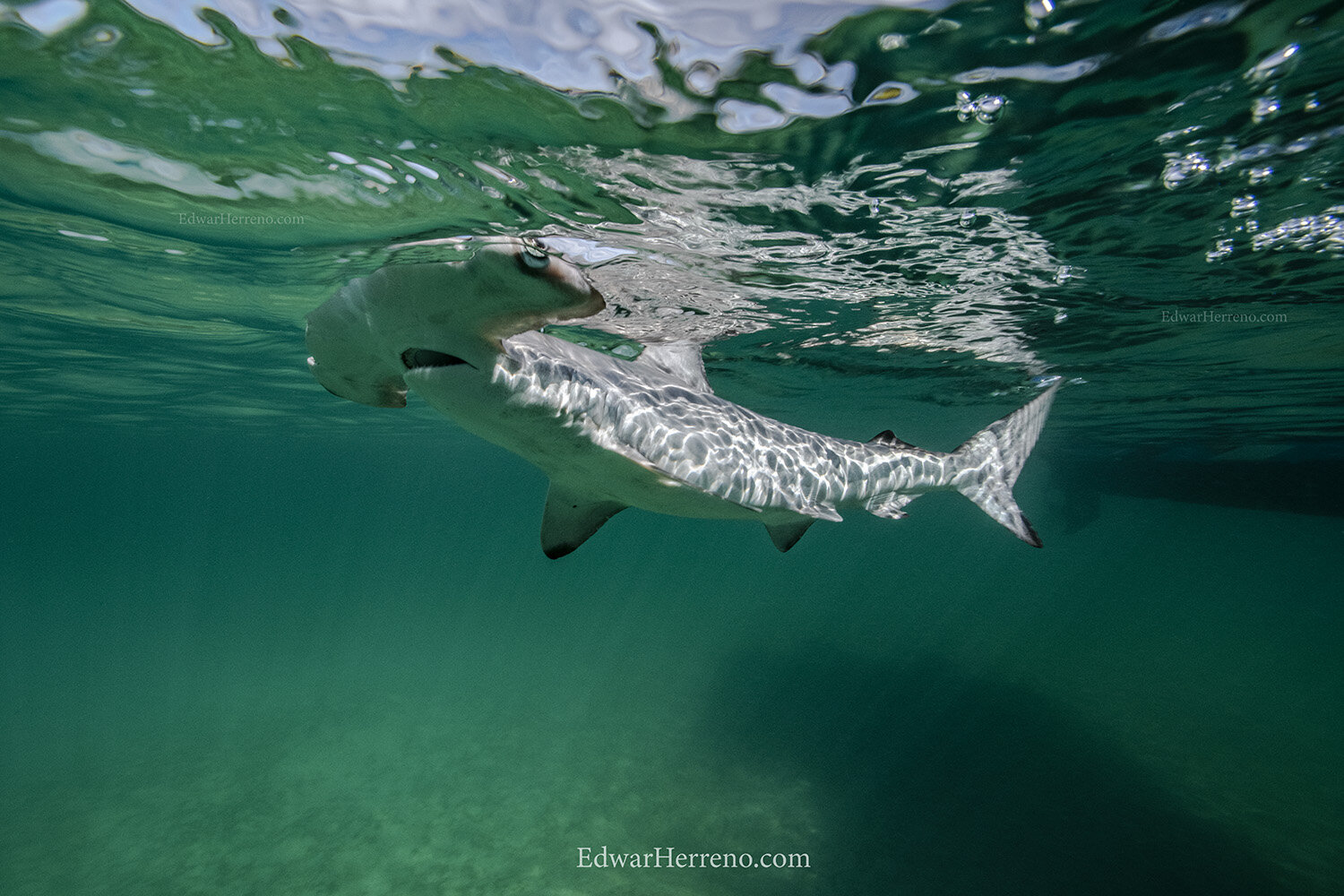 Hammerhead shark pup is resuming normal behavior - Galapagos.