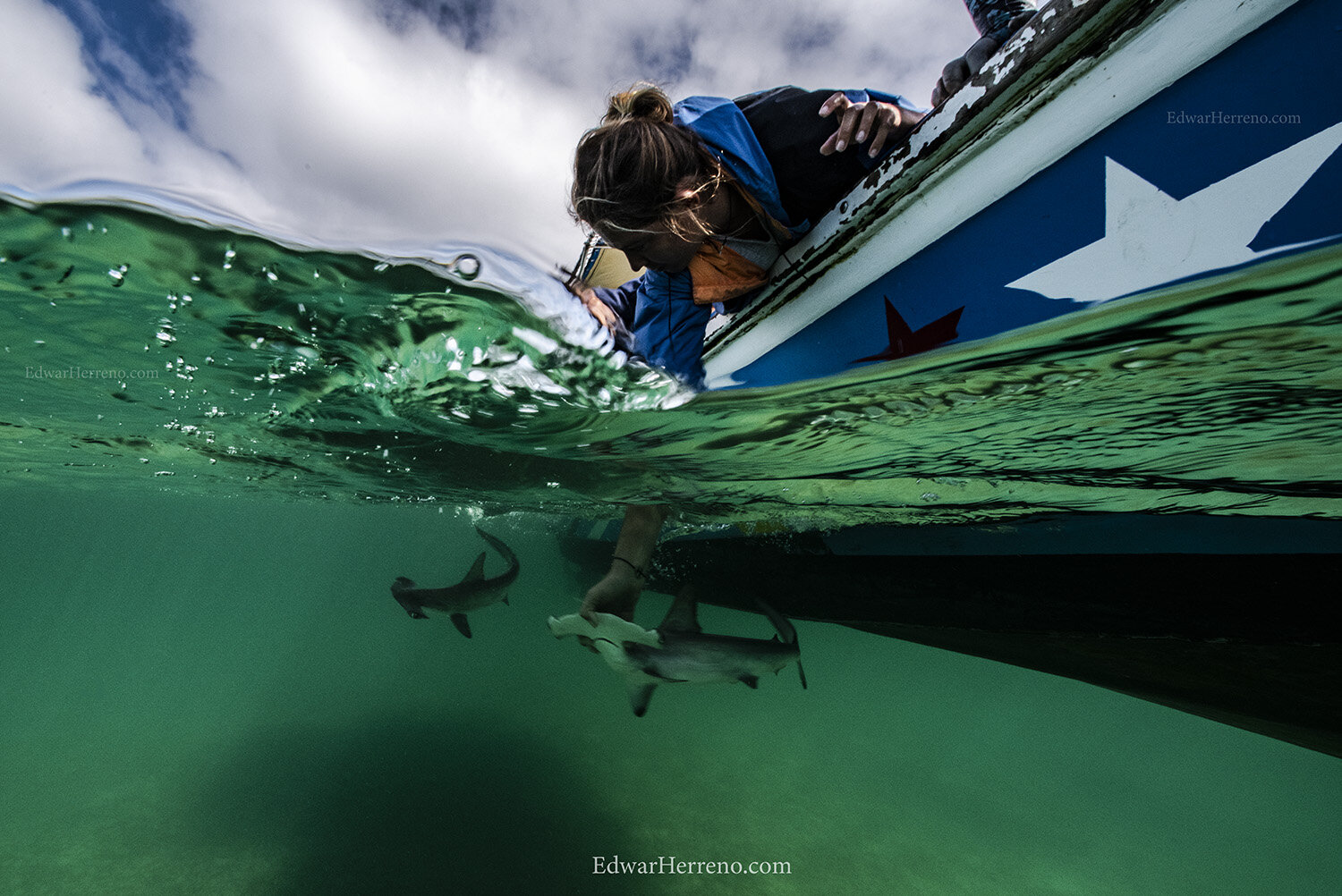Ecuadorian scientist are helping hammerhead shark pups to resuming normal behavior - Galapagos.