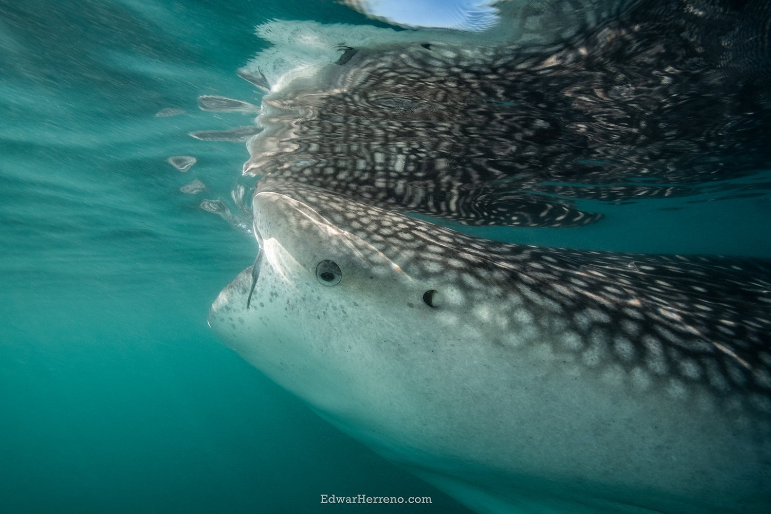 Whale Shark. La Paz - Mexico