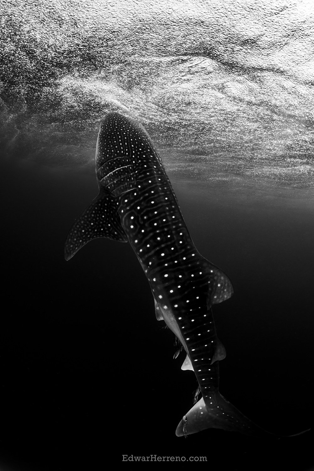 Whale shark under rain. Cocos Island - Costa Rica.