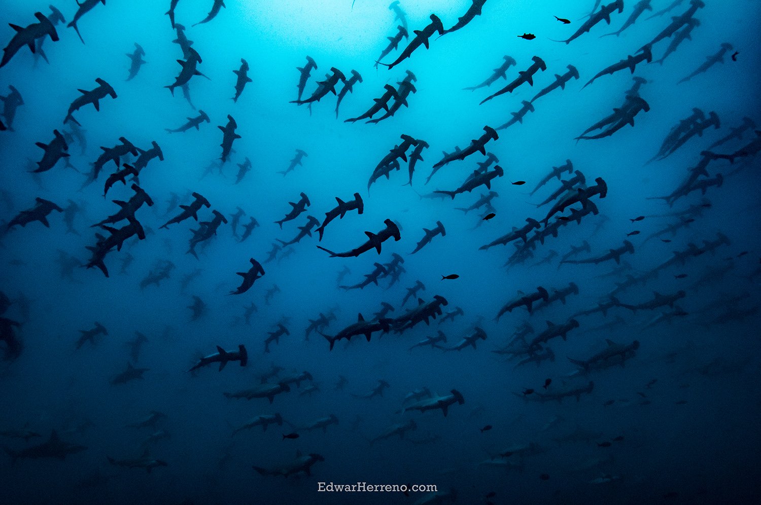 Hammerheads. Cocos Island - Costa Rica.