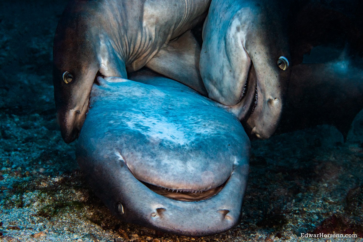 No Gentle Affair. Cocos Island - Costa Rica