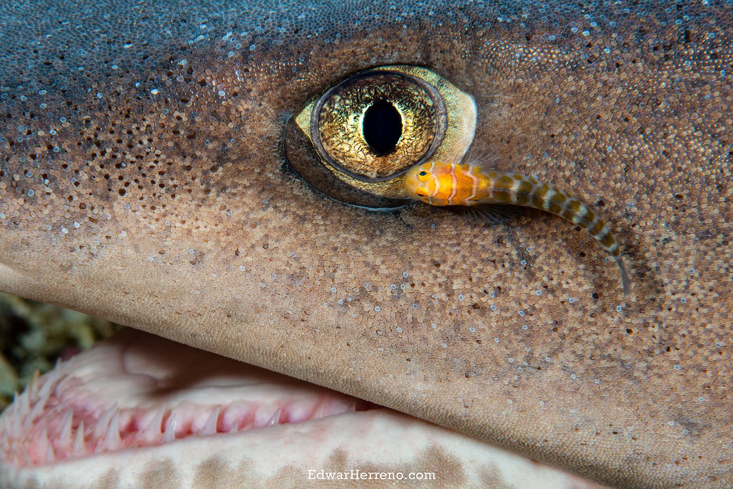 Shark eye with cleaner fish. Cocos Island - Costa Rica.