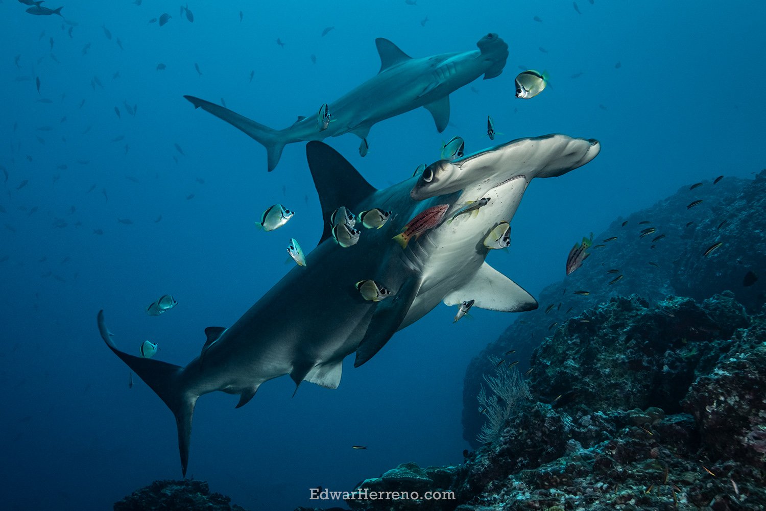 Cleanning station.Cocos Island - Costa Rica.