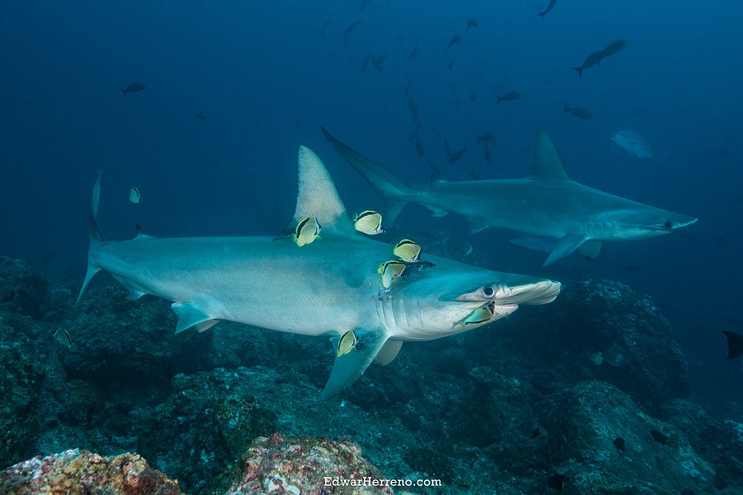 Cleanning station. Cocos Island - Costa Rica.