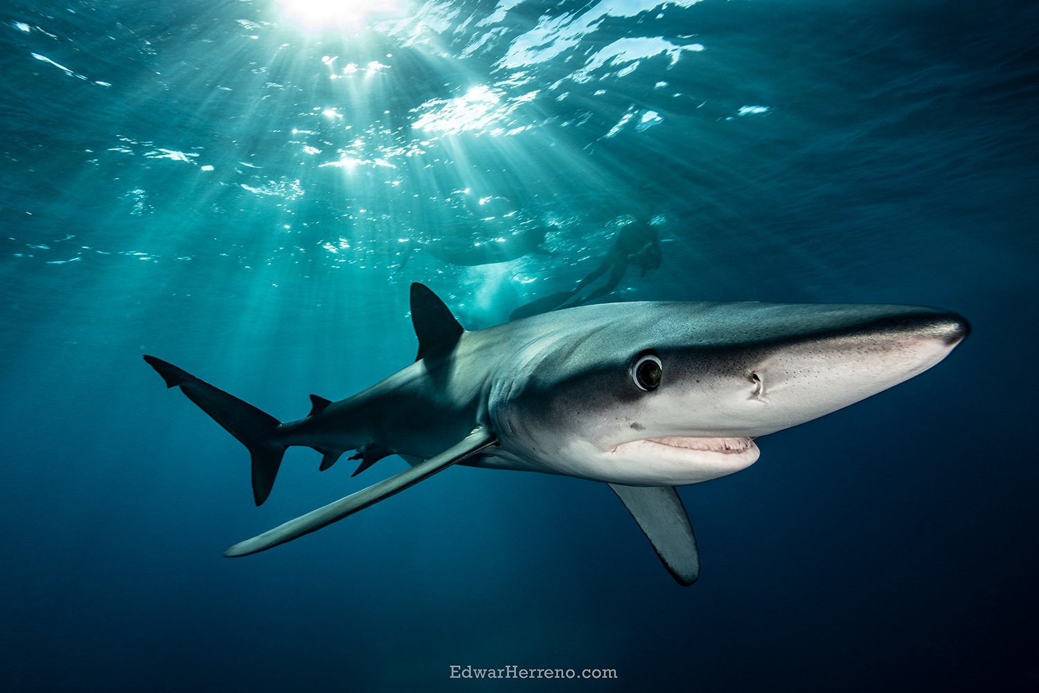 Blue shark. Mexico