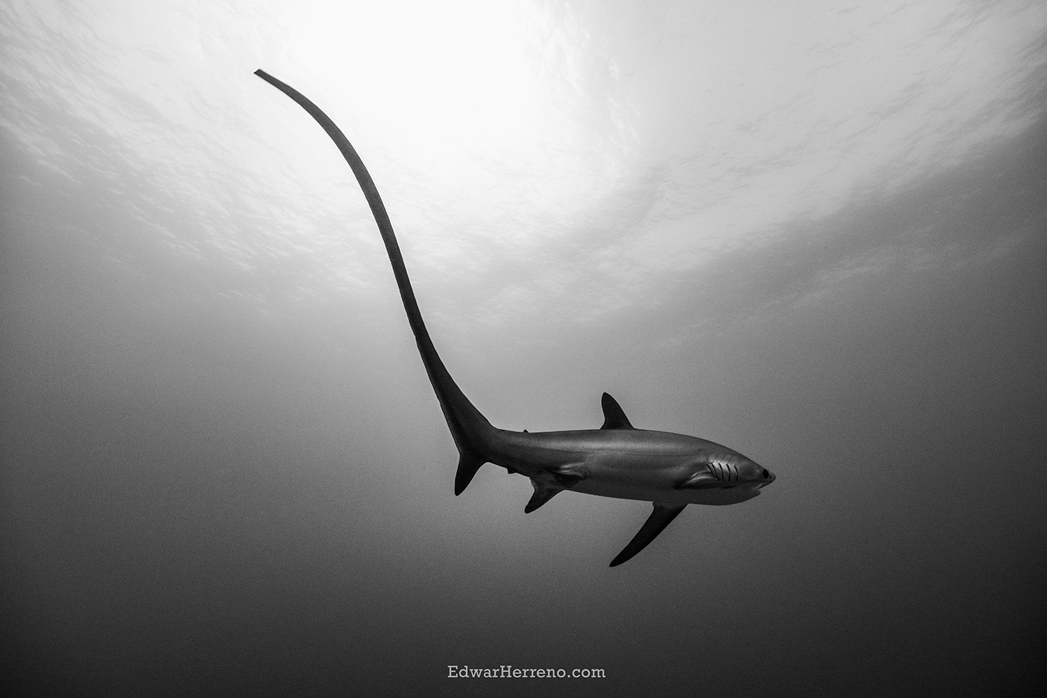 Tresser Shark. Malapascua - Phillipines.