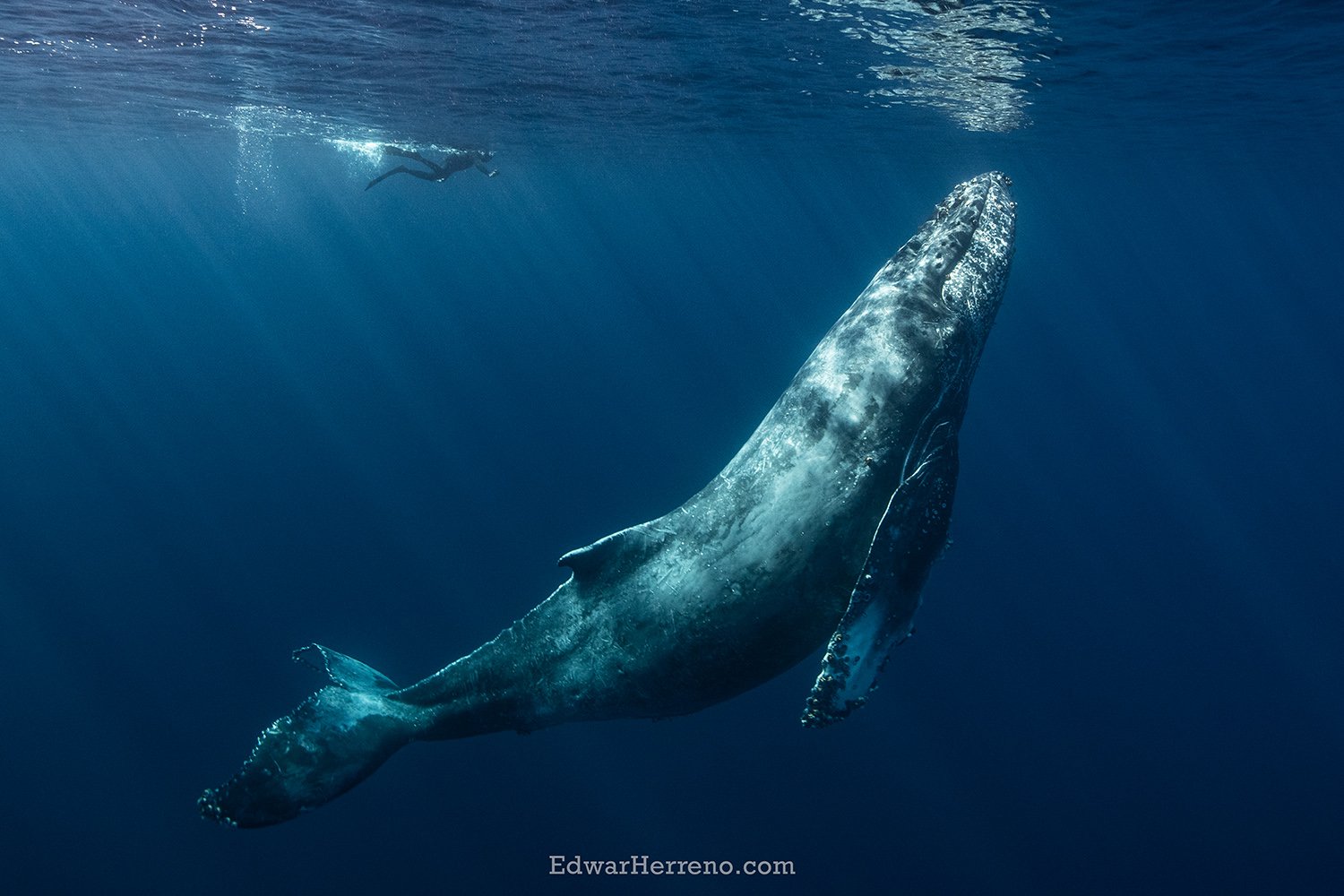 Humpback whale. Mexico.