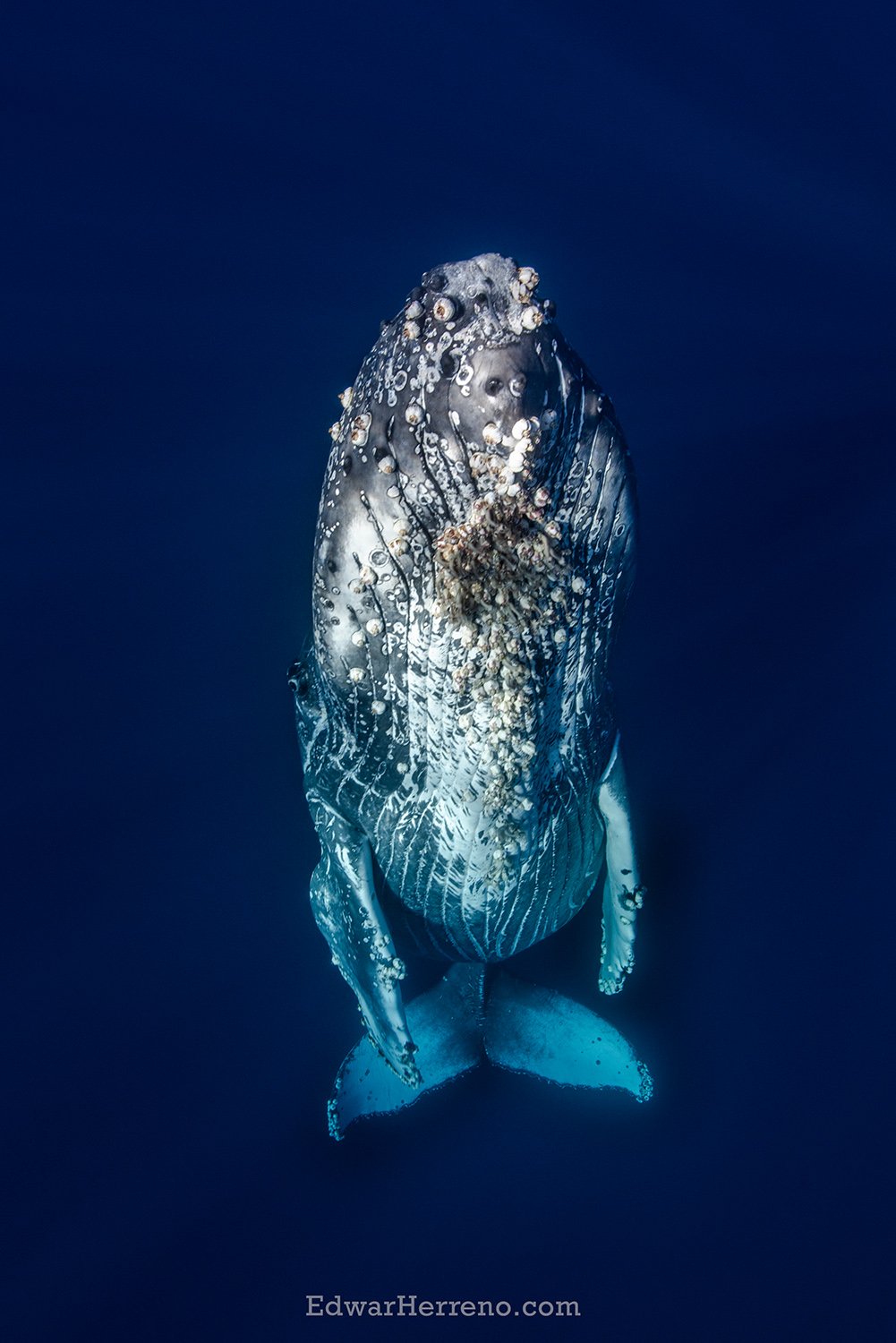 Humpback whale. Costa Rica.