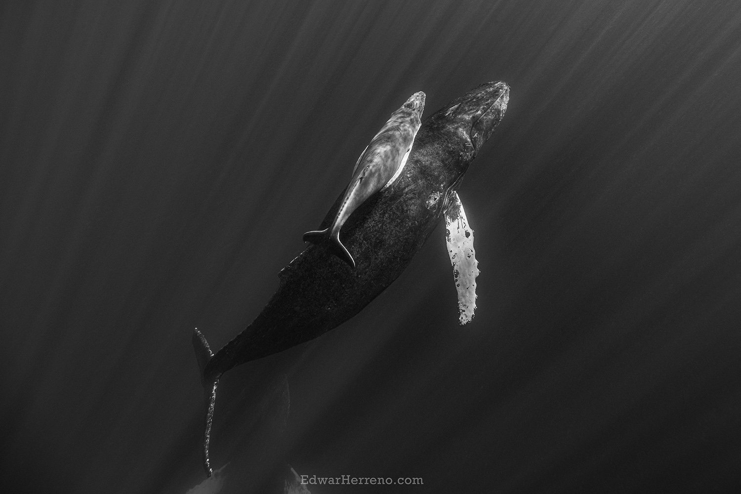 Humpback whales. Mexico.