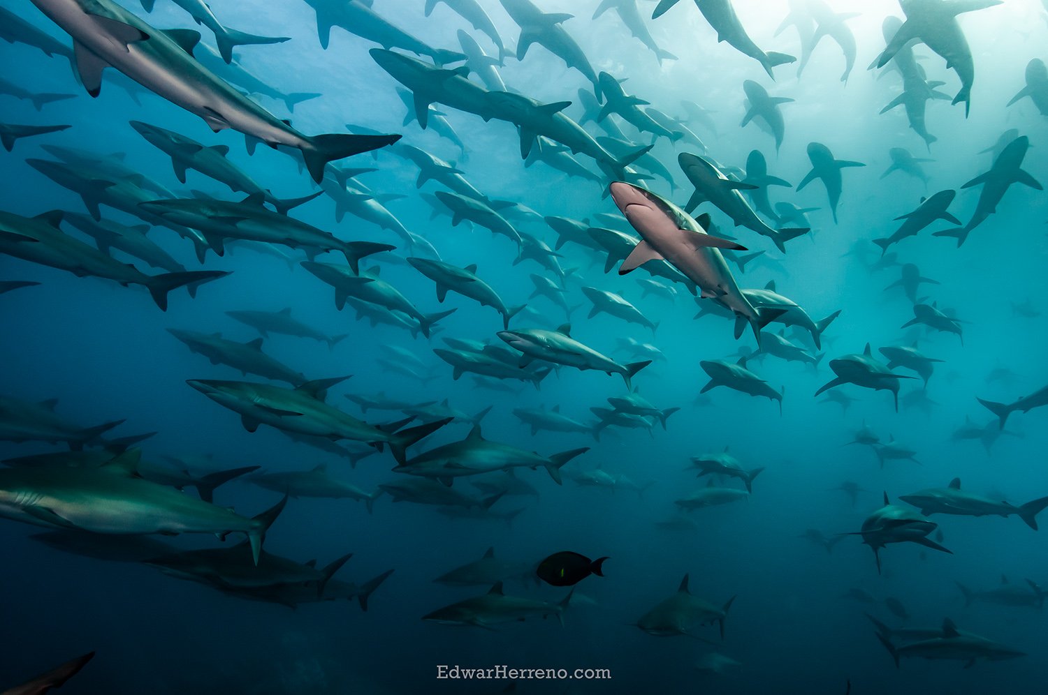 Silky sharks. Malpelo - Colombia.