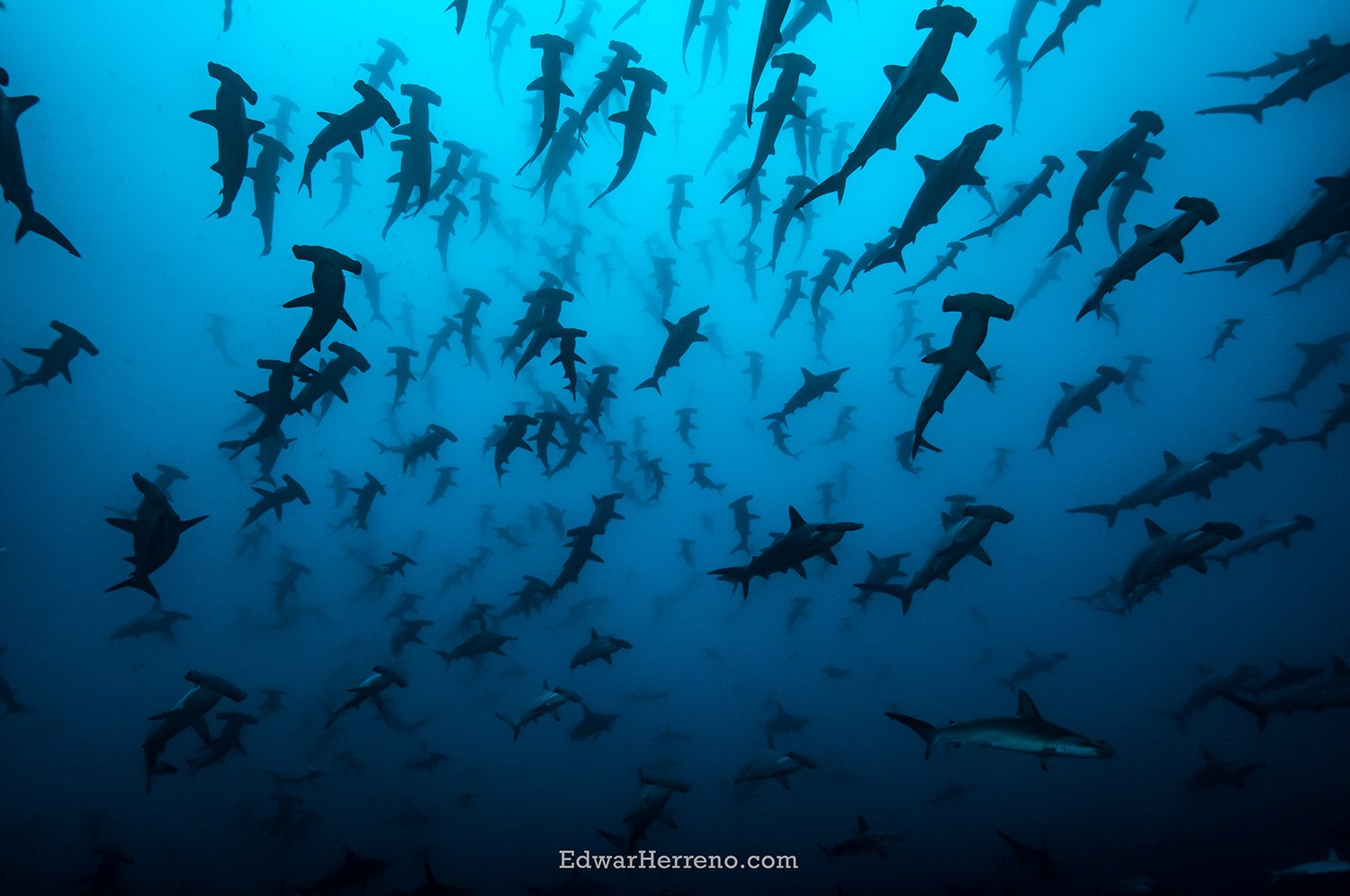 Hammerheads school. Cocos Island - Costa Rica.