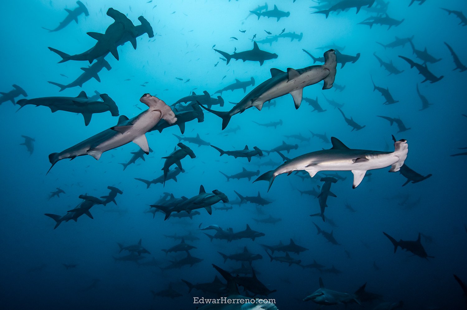 Hammerheads school. Cocos Island - Costa Rica.