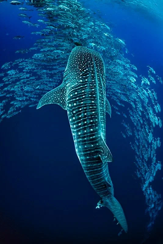 Whale Shark