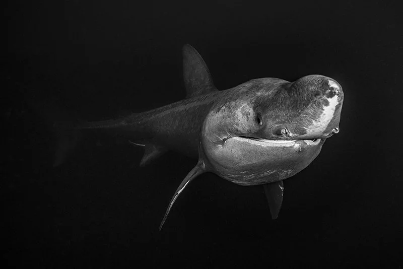 Basking shark