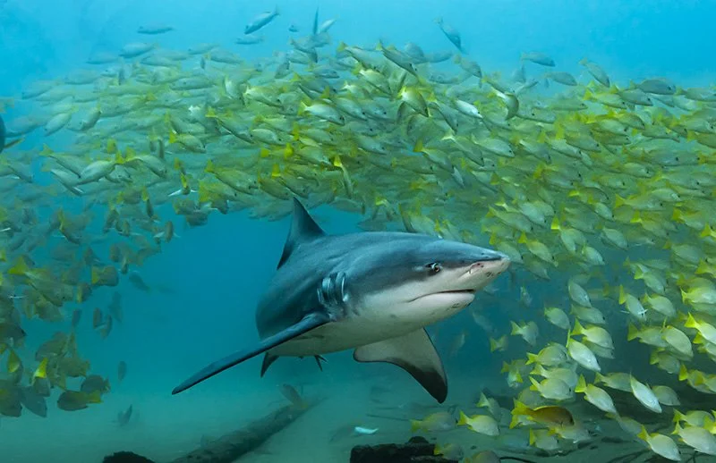 Bull shark