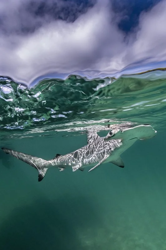 Hammerhead shark pup
