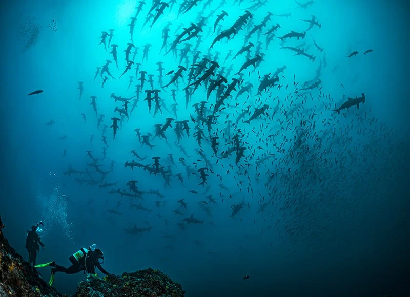 Divers heaven