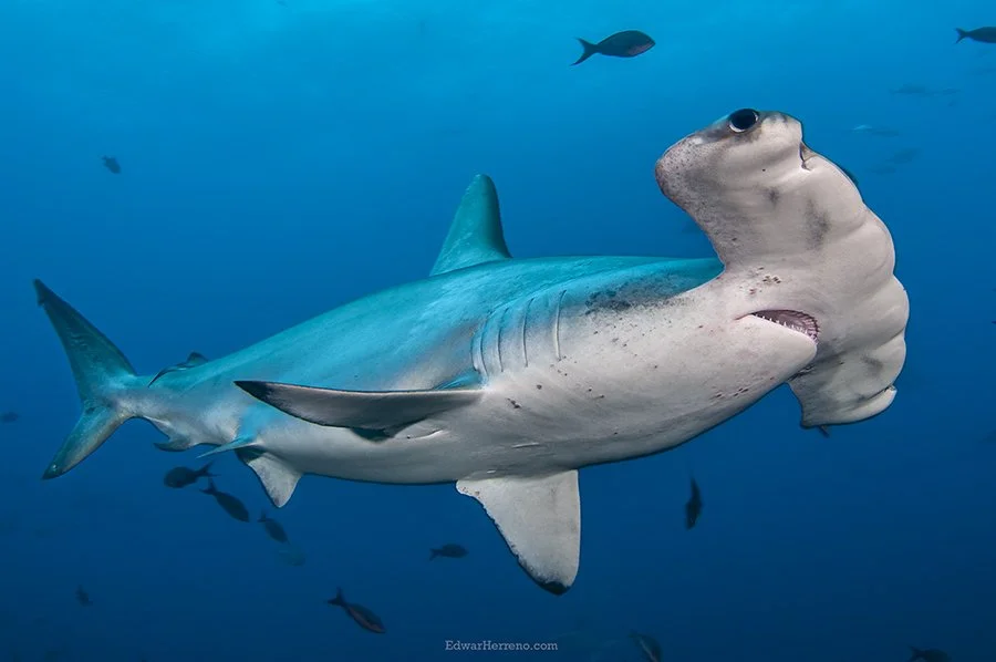 HammerHead closeup.