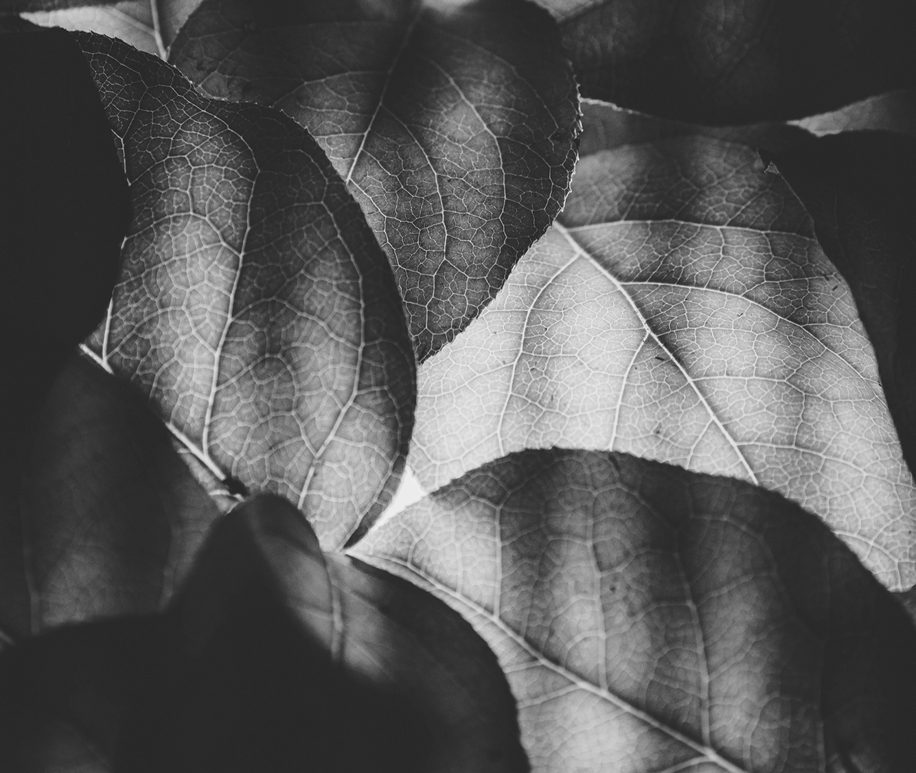 Leave_B&W.png
