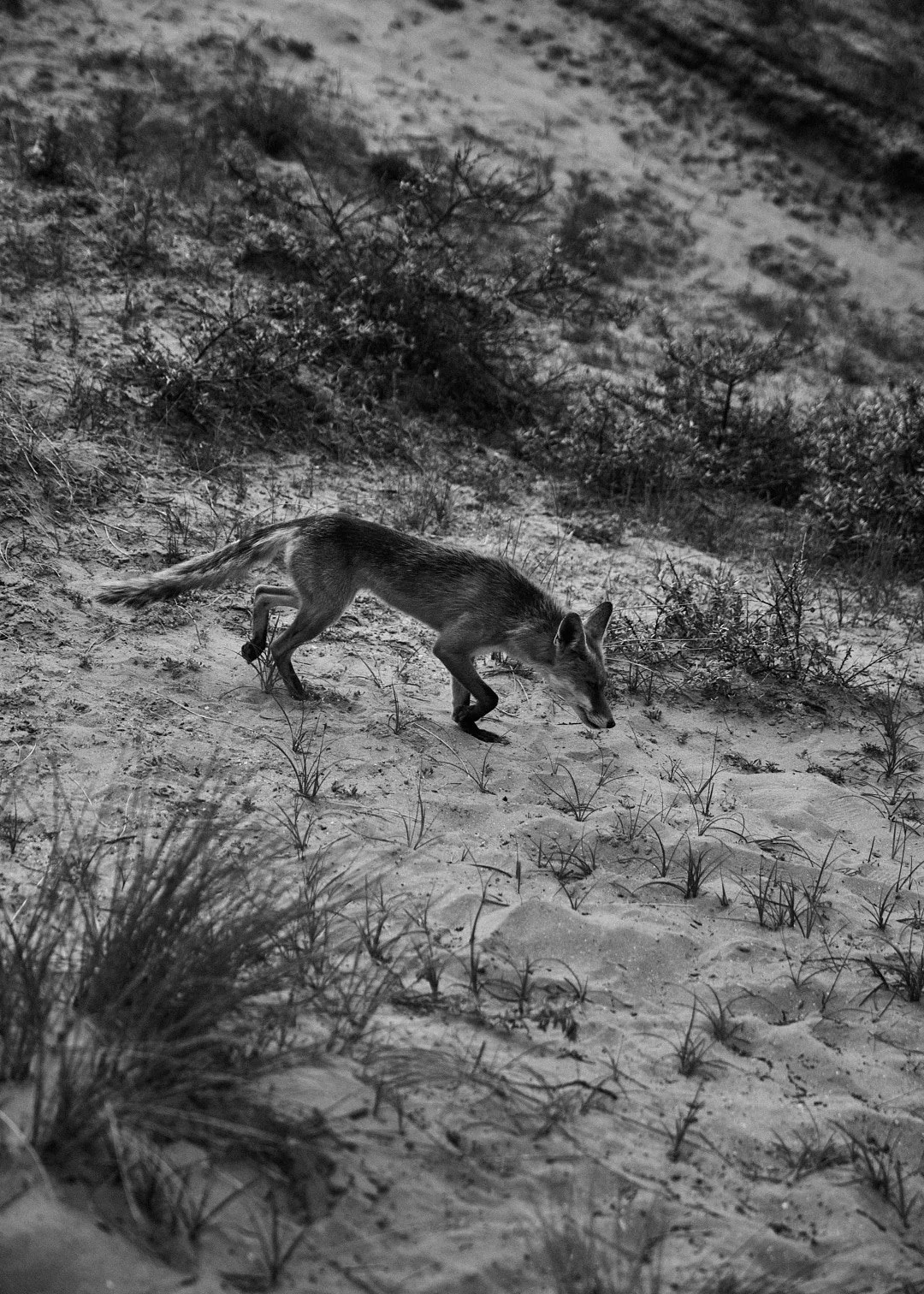 Vanna Paij by Jelle Stokhof — RektMag