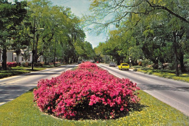 Beds of azaleas replaced the abandoned trolley tracks on Spring Hill Avenue’s medians in the decades following World War II. By the 1950s, the road had become a major feature of the city’s Azalea Trail, even warranting this post card view from the 1960s. - Tom McGehee, Ask McGehee, Mobile Bay Magazine, April 2013