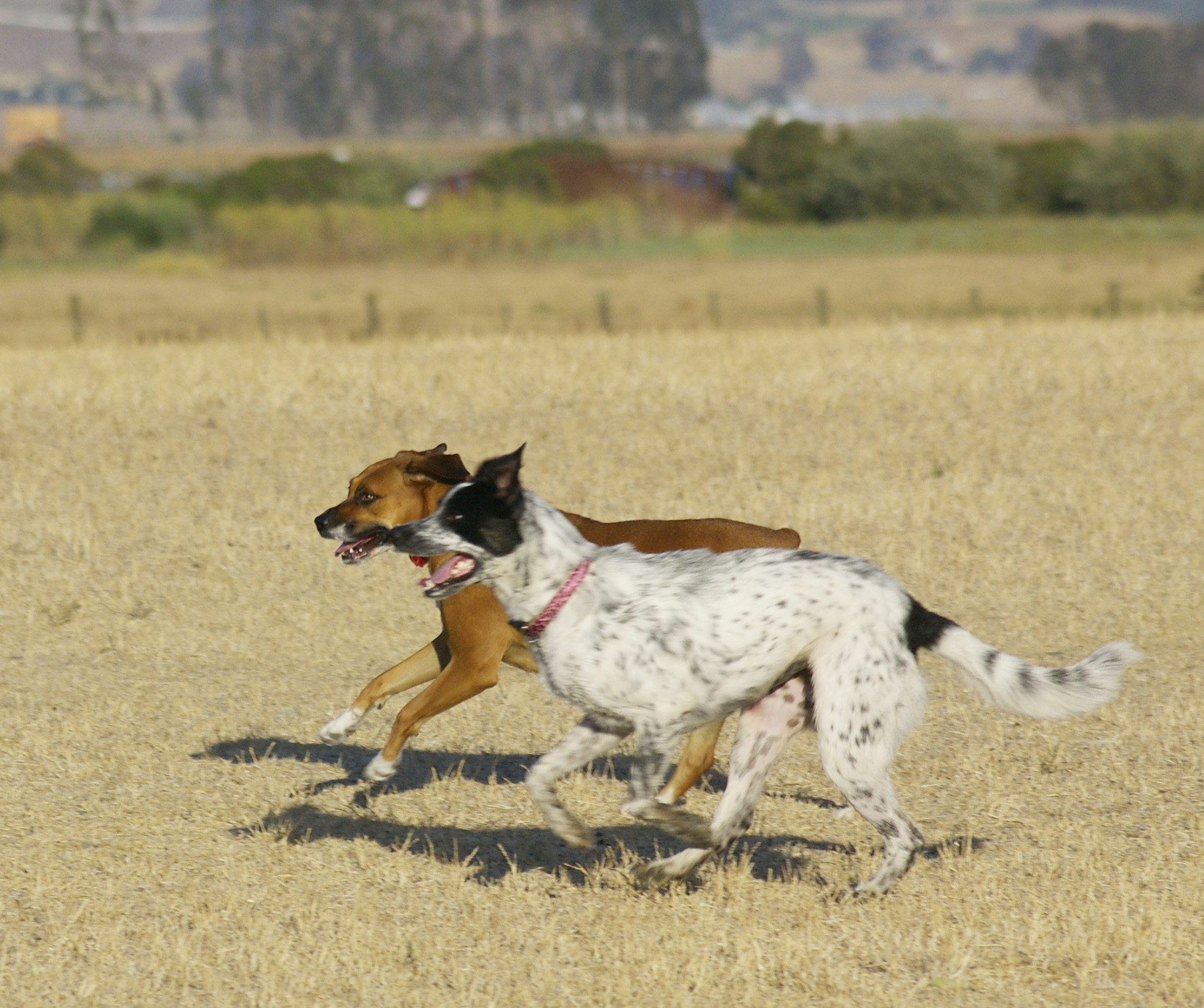 Molly-n-friend - Midwest Agri.jpg