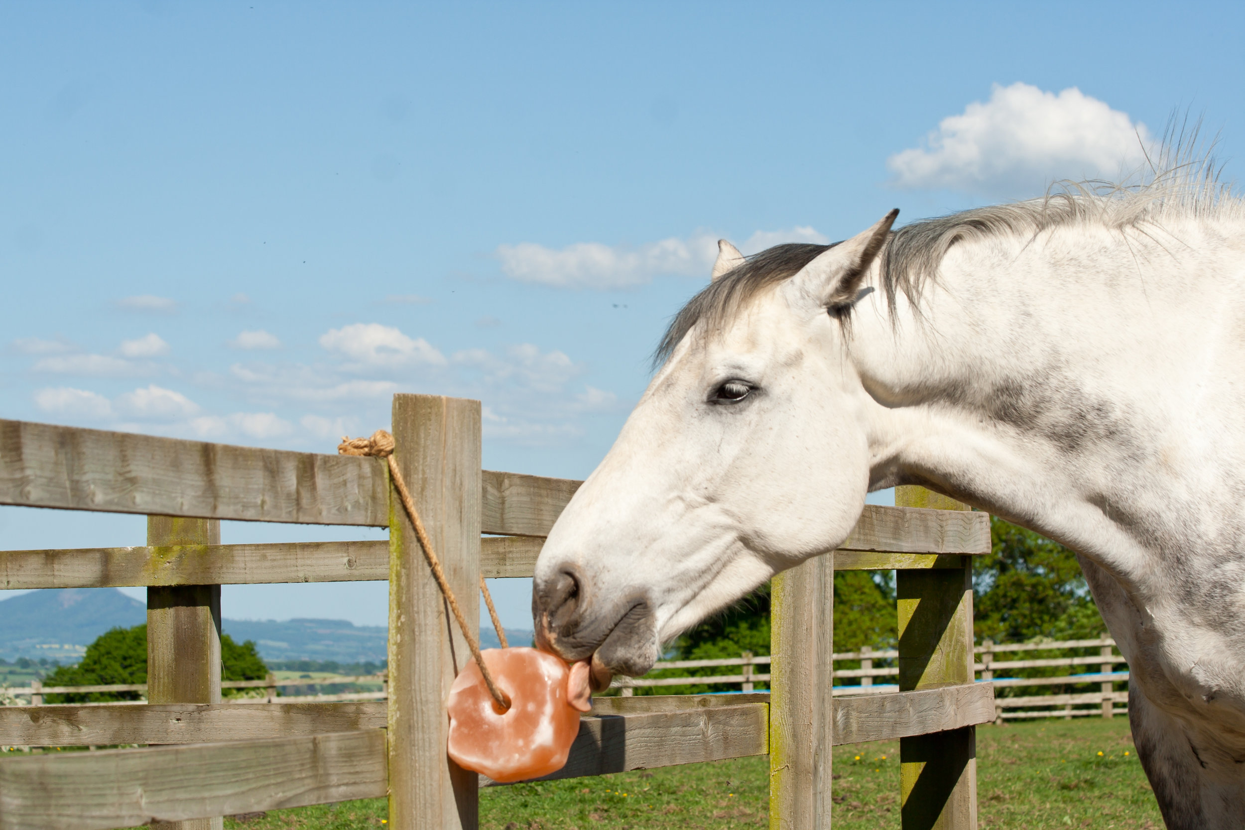 Salt Lick with Molasses