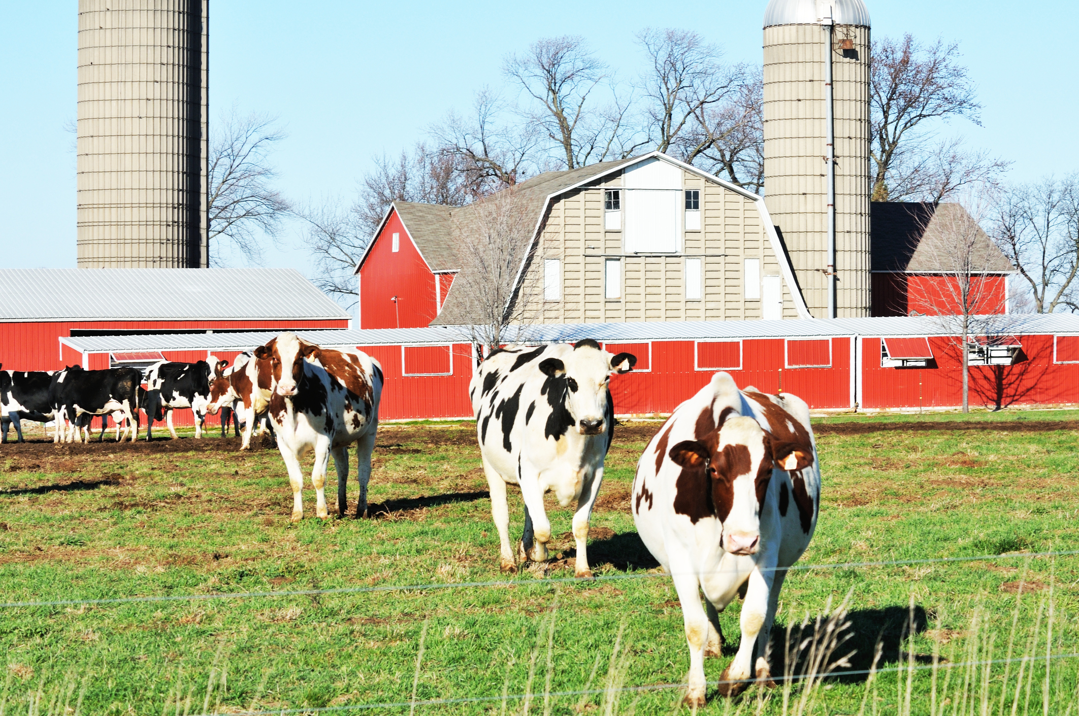 Dairy Cows