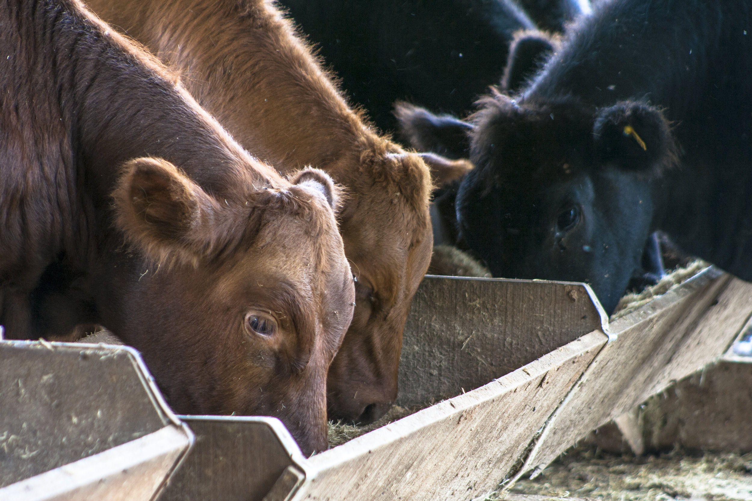 Beef Cattle Feeding