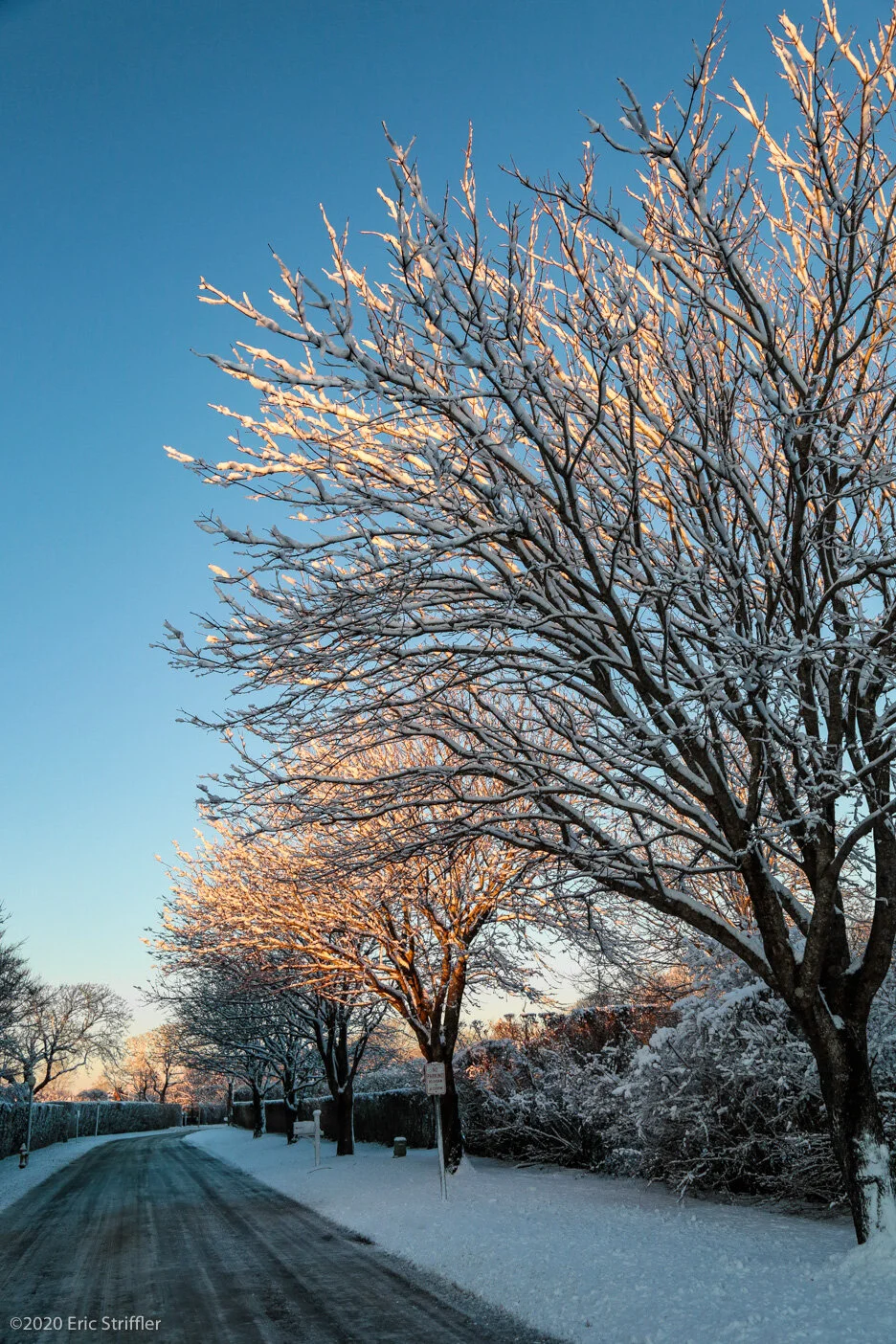 snow_covered_trees_winter2-8-21-0665.jpg