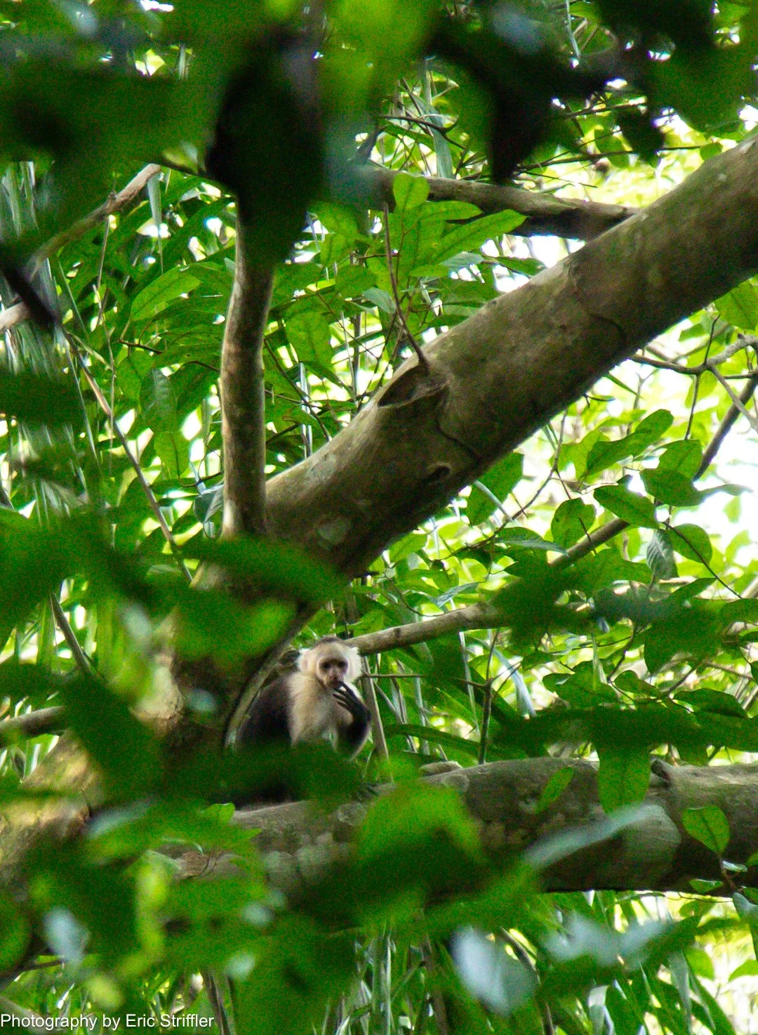 White-faced Capucine monkeys in the trees during the nature hike